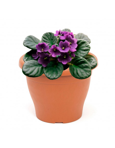 Maceta de plástico redonda marrón, 48,5 cm, 46 litros, modelo Mediterránea para plantas y flores con orificios inferiores, recip