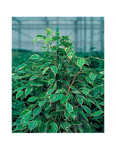 Tradineur - Tutor de bambú plastificado, varilla, guía para plantas, flores, tomates, caña de jardín, estaca para huerto (Verde,