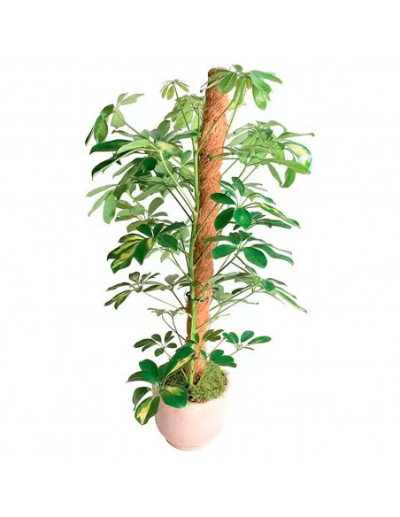 Tradineur - Tutor de madera y coco para plantas, soporte, guía para flores, plantas, estaca de jardín, hogar, decoración de inte