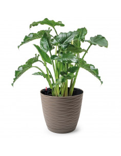 Tradineur - Maceta redonda de plástico, plato integrado, tiesto, macetero de polipropileno, recipiente para plantas, flores, bal 2