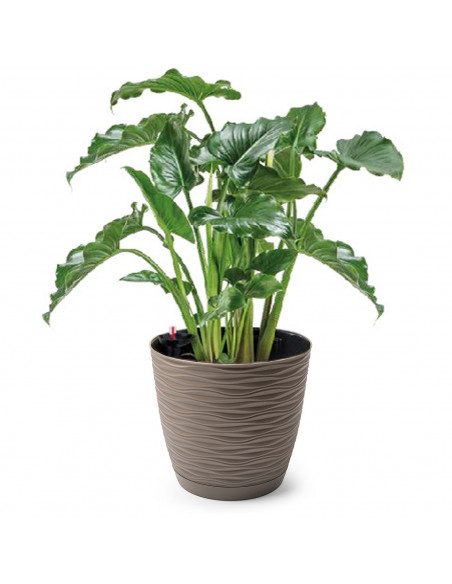 Tradineur - Maceta redonda de plástico, plato integrado, tiesto, macetero de polipropileno, recipiente para plantas, flores, bal