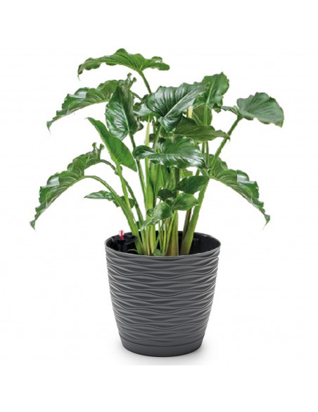 Tradineur - Maceta redonda de plástico, tiesto con plato integrado, macetero de polipropileno, recipiente para plantas, flores,