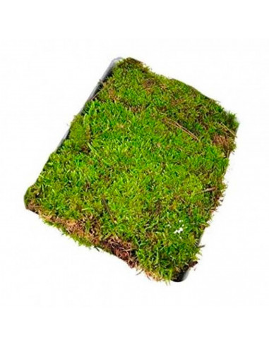 Tradineur - Pack de 4 bolsas de musgo navideño decorativo para belén, adornos, detalles para nacimiento, pesebre, 30 gramos